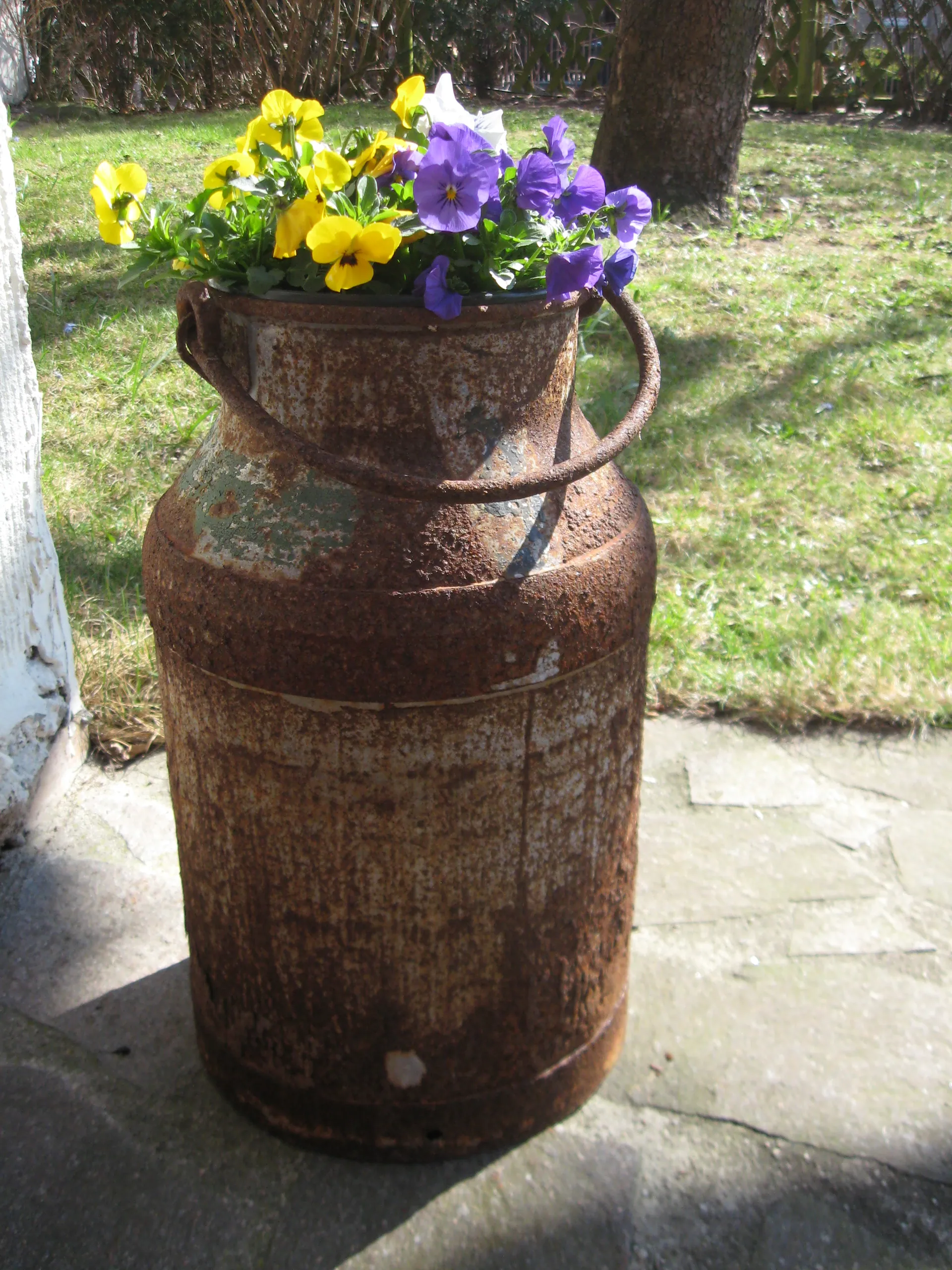 Alte Milchkanne bepflanzt mit Stiefmütterchen auf dem Hofpflaster