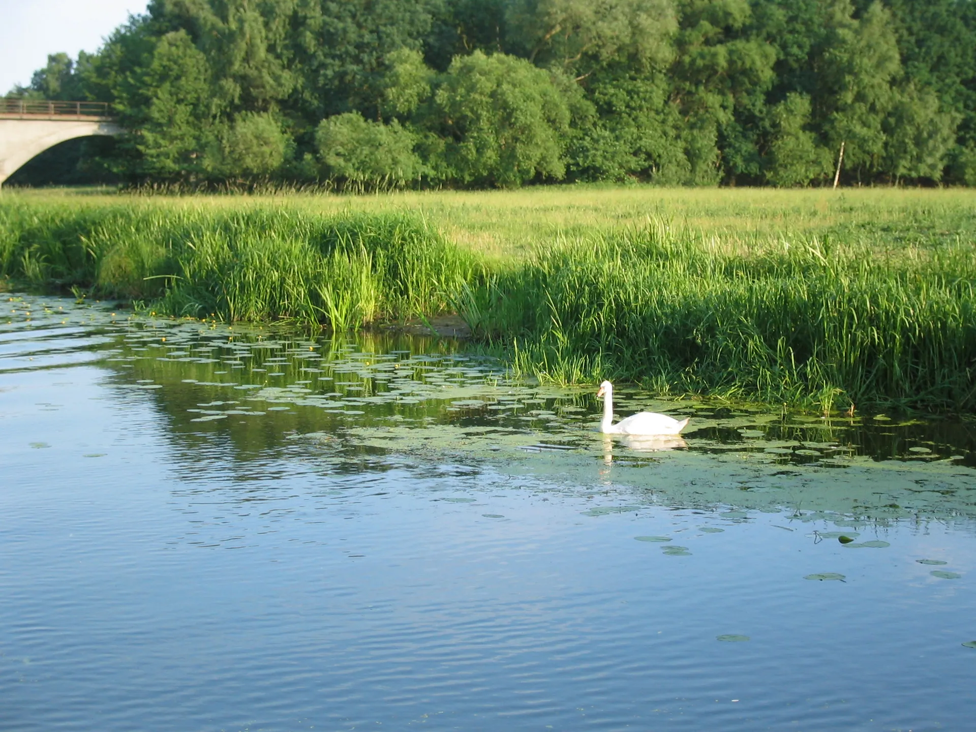 Schwan schwimmt am schilfbewachsenen Spreeufer neben der Brücke