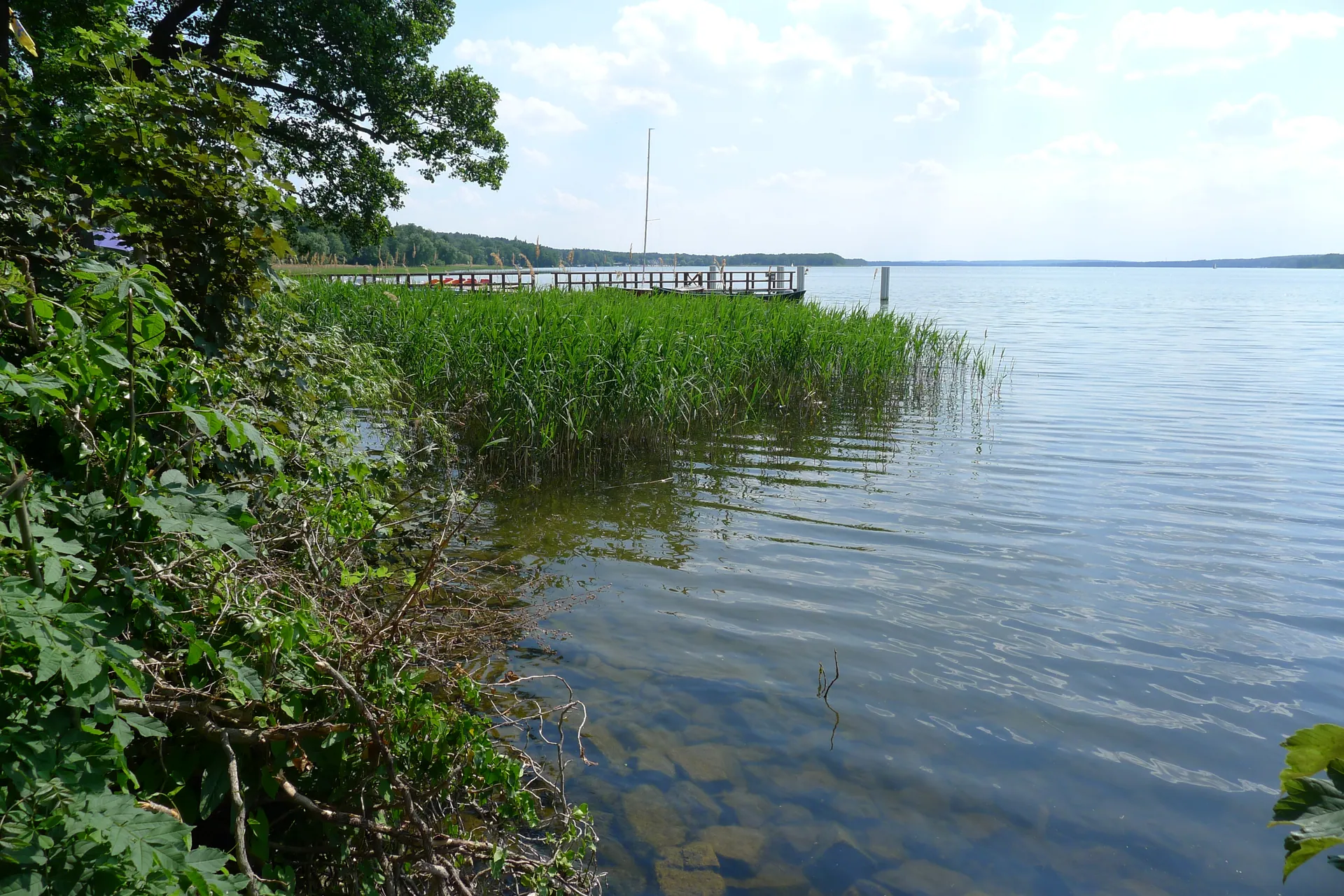 Schilfufer mit Badesteg am Scharmützelsee