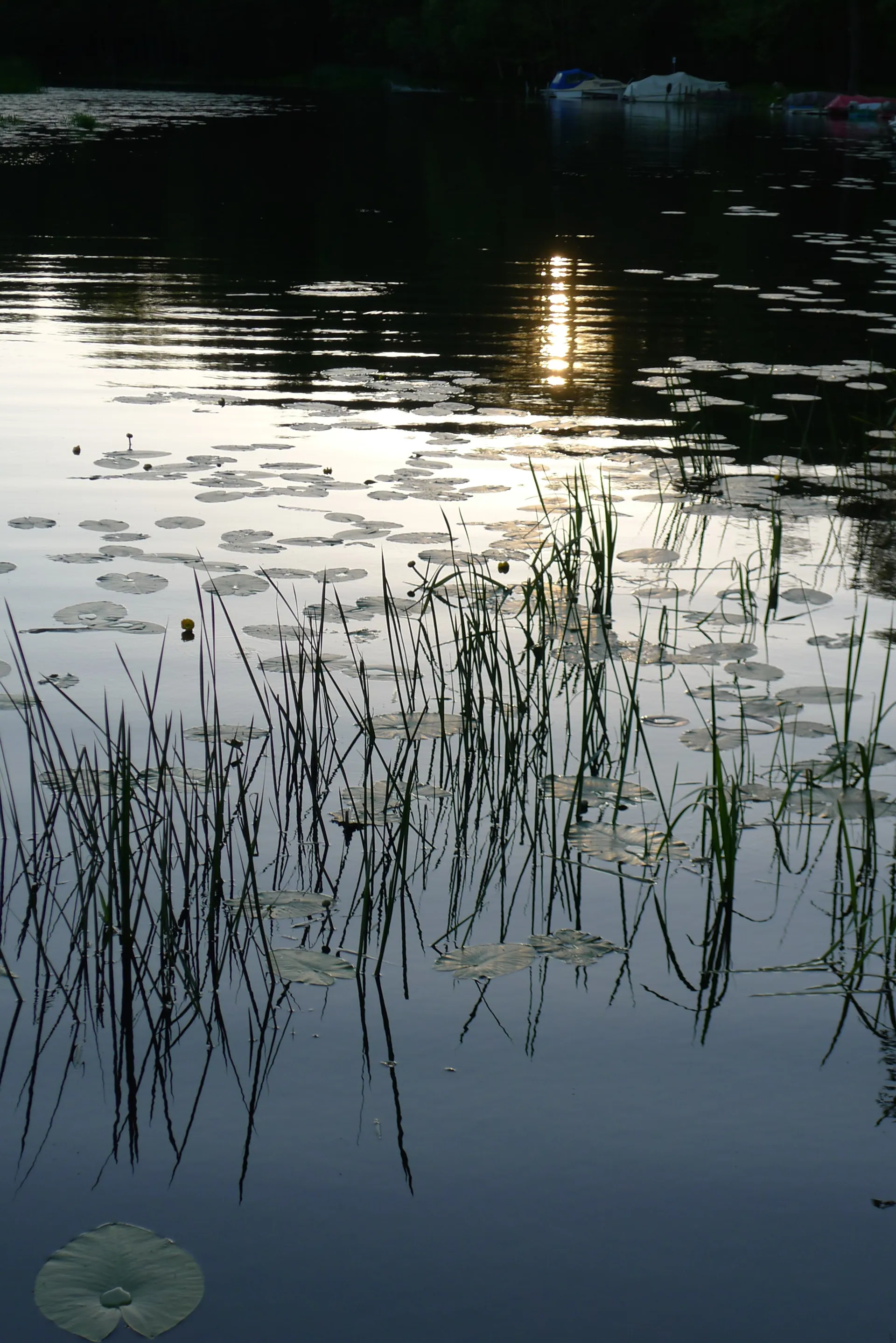 Seerosen und Schilf im Abendlicht auf ruhigem Wasser