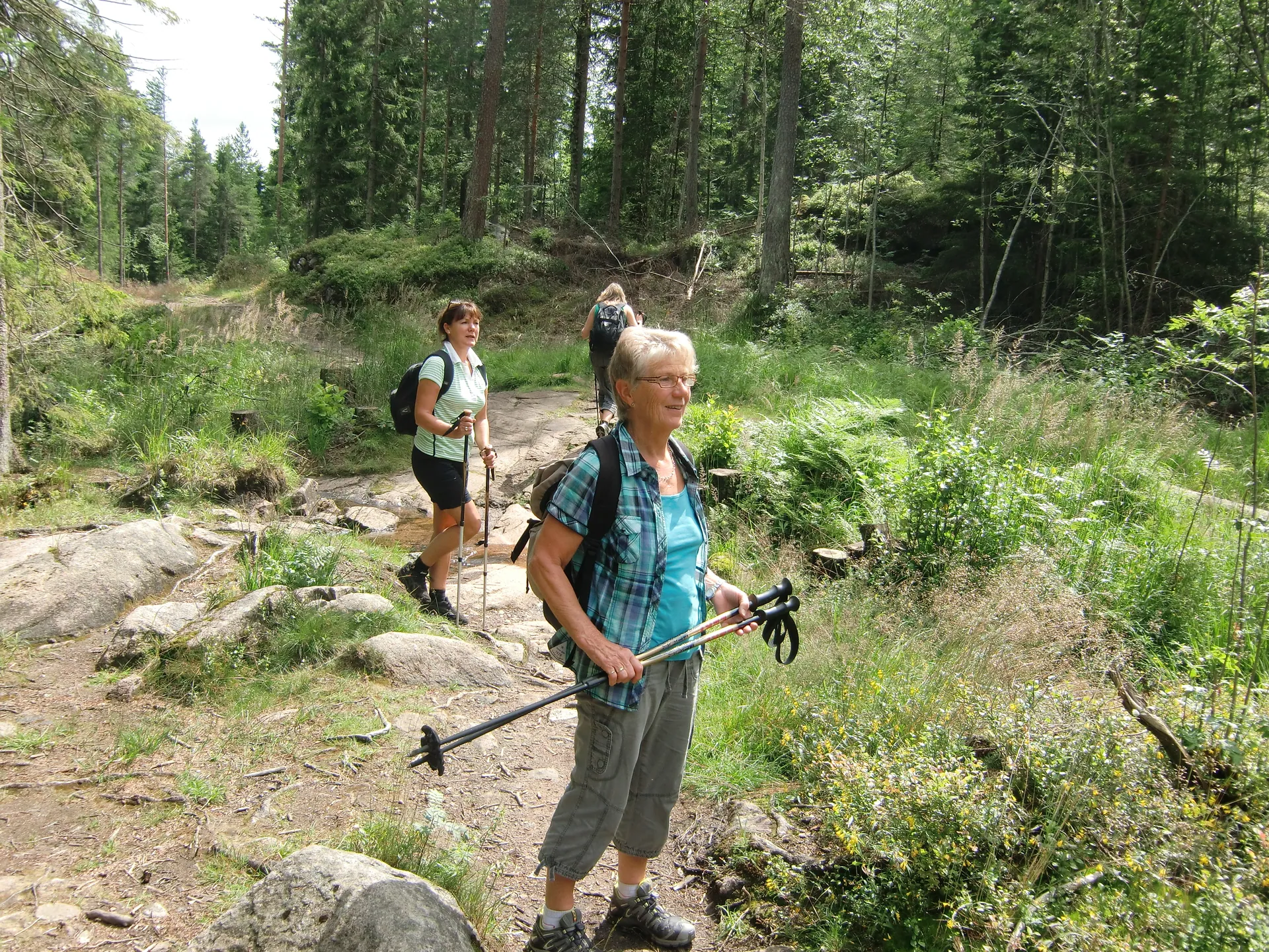 Wandergruppe mit Stöcken auf einem Waldweg